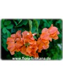 Bougainvillea spectabilis 'Rosenka' - Orange Bougainvillea, Drillingsblume