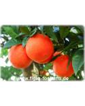 Citrus sinensis 'Navel' - Orange (Pflanze), Orangenbäumchen, Nabel-Orange