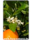 Citrus sinensis 'Navel' - Navel Orange