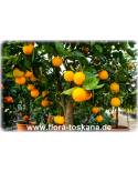 Citrus sinensis 'Ovale Calabrese' - Orange (Pflanze), Orangenbäumchen