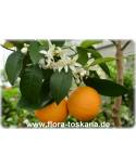 Citrus sinensis 'Ovale Calabrese' - Orange (Pflanze), Orangenbäumchen