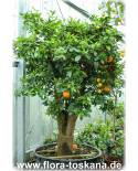 Citrus sinensis 'Ovale Calabrese' - Orange