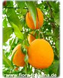 Citrus sinensis 'Tarokko' - Halbblut-Orange, Orangenbaum