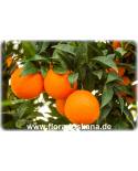 Citrus sinensis 'Valencia Late' - Orange (Pflanze), Orangenbäumchen
