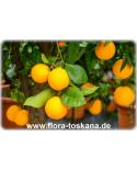 Citrus sinensis 'Valencia Late' - Orange (Pflanze), Orangenbäumchen