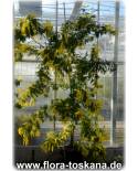 Acacia dealbata - Silber-Akazie, Gelbe Mimose