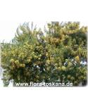 Acacia dealbata - Silver Wattle