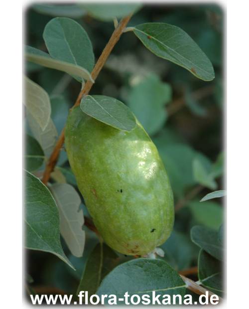 Ananasguave Frisches Obst direkt vom Stamm pflücken gesunde Nahrungsmittel Düfte 