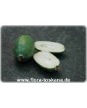 Acca sellowiana Stämmchen - Feijoa, Pinapple Guava, Guavasteen