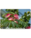 Albizia julibrissin - Silk Tree
