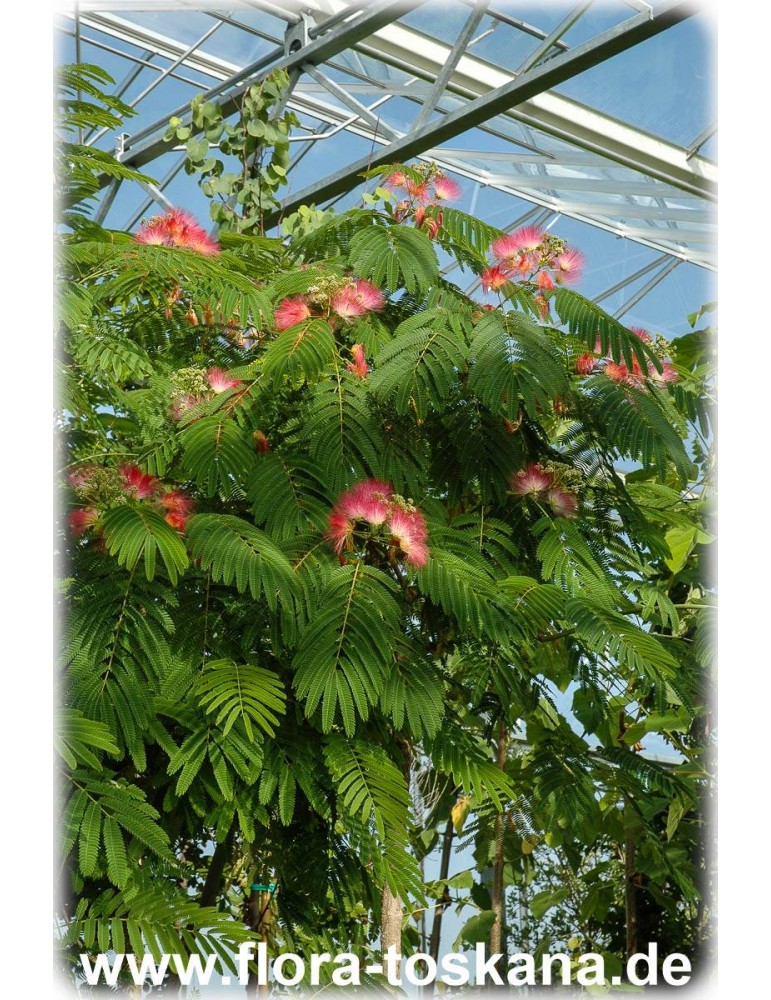 Winterhart Albizia julibrissin 'Rosea' Pflanze 140-170cm Seidenbaum 