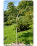 Albizia julibrissin - Silk Tree