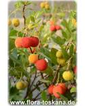 Arbutus unedo - Strawberry Tree