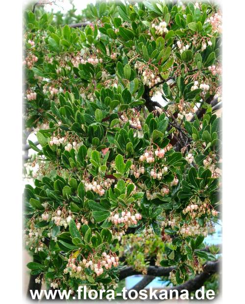 Arbutus unedo - Strawberry Tree