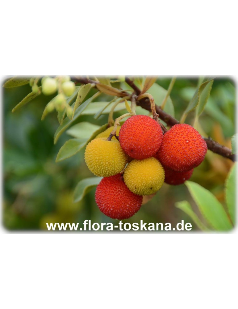 20 pflanzen arbutus pflanze erdbeerbaum früchte frucht arbutus-madrid vaso 7 