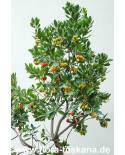 Arbutus unedo - Erdbeerbaum, Erdbeerstrauch