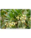 Arbutus unedo Stämmchen - Erdbeerbaum, Erdbeerstrauch