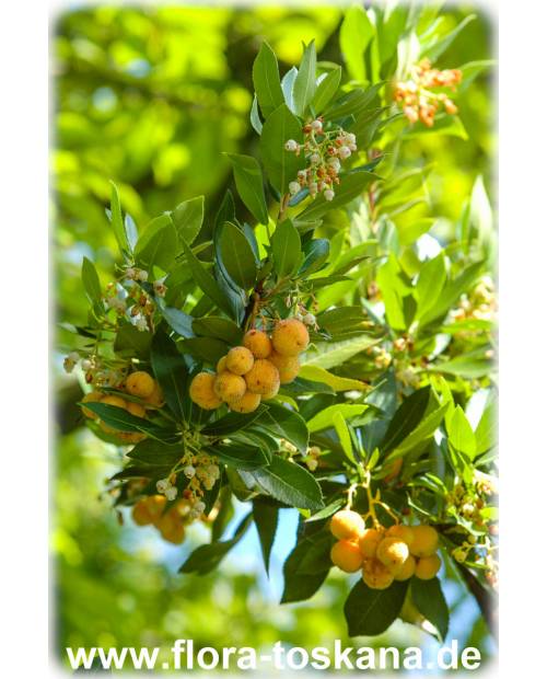 Arbutus unedo - Strawberry Tree