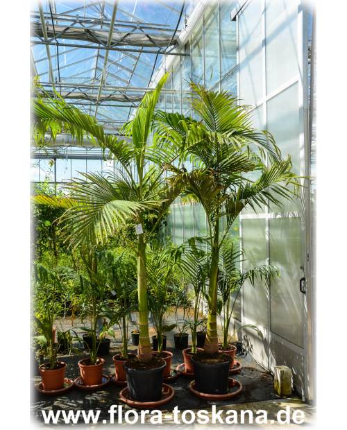 Archontophoenix alexandrae - Feuer-Palme, Königs-Palme, Alexander-Palme