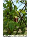 Asimina triloba 'Sunflower' - Indianerbanane (Pflanze), Paw-Paw, Paupau, Papau, Asimina