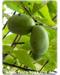 Asimina triloba 'Mango' - Indianerbanane, Paw-Paw, Paupau, Papau, Asimina