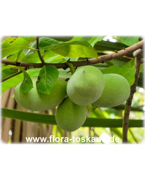 Asimina triloba 'Wells' - Indianerbanane, Paw-Paw, Paupau, Papau, Asimina