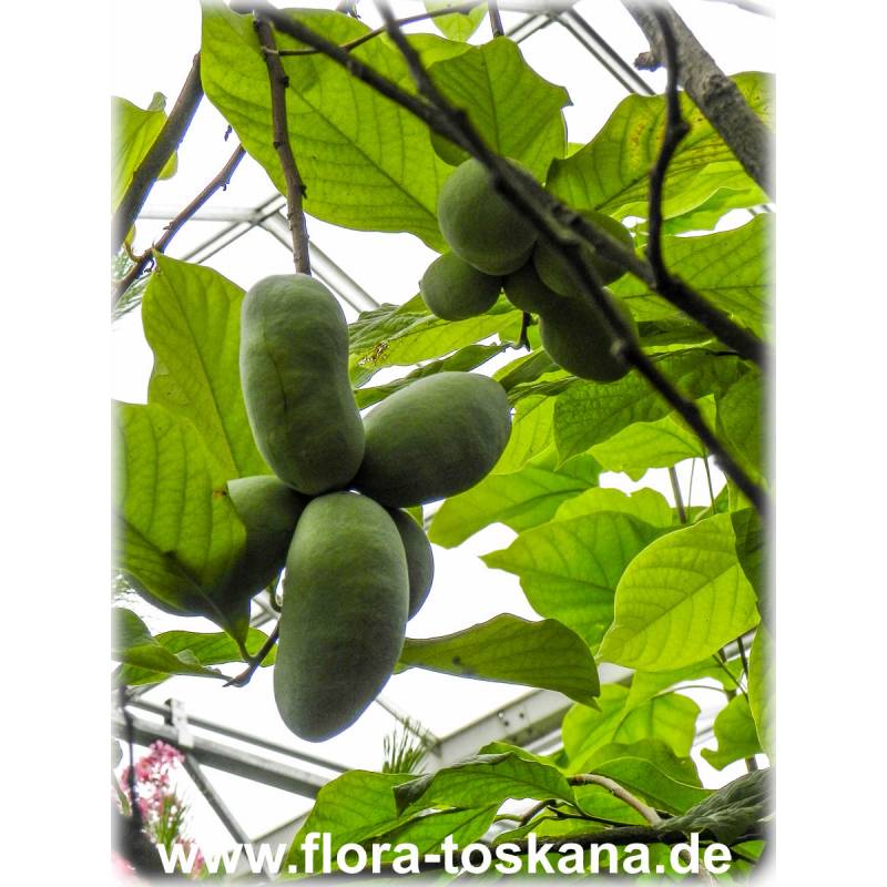 Asimina triloba 'Wells' - Indianerbanane, Paw-Paw, Paupau, Papau, Asimina