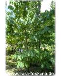 Asimina triloba - Indianerbanane (Pflanze), Paw-Paw, Paupau, Papau, Asimina