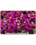 Bougainvillea glabra 'Sanderiana' - Violette Bougainvillea, Drillingsblume