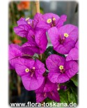 Bougainvillea spectabilis 'Magnifica' - Violette Bougainvillea, Drillingsblume