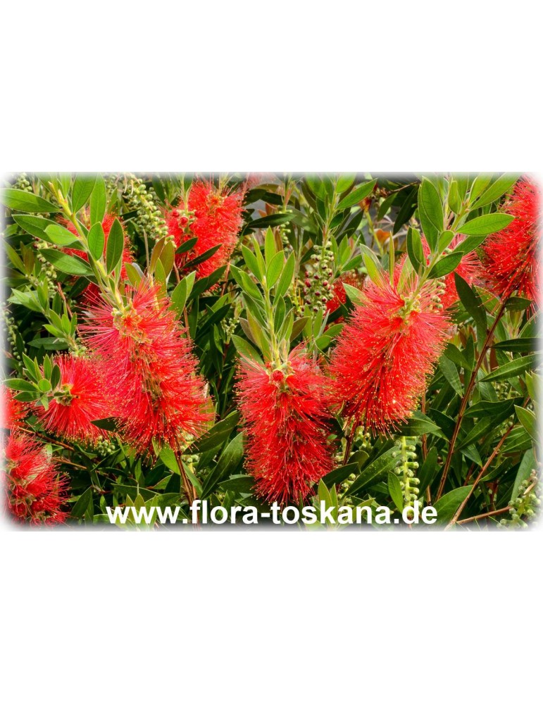 exotische Blüten Rarität Saatgut seltene Garten Balkon Pflanze ZYLINDERPUTZER 