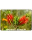 Callistemon citrinus Stämmchen - Crimson Bottlebrush