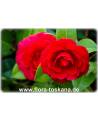 Camellia japonica 'Black Lace' - Kamelie