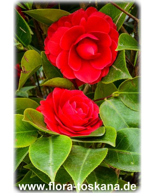 Camellia japonica 'Black Lace' - Kamelie