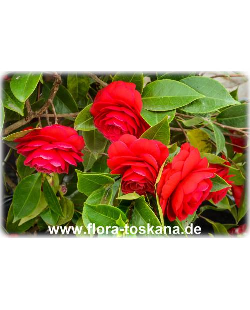 Camellia japonica 'Black Lace' - Kamelie
