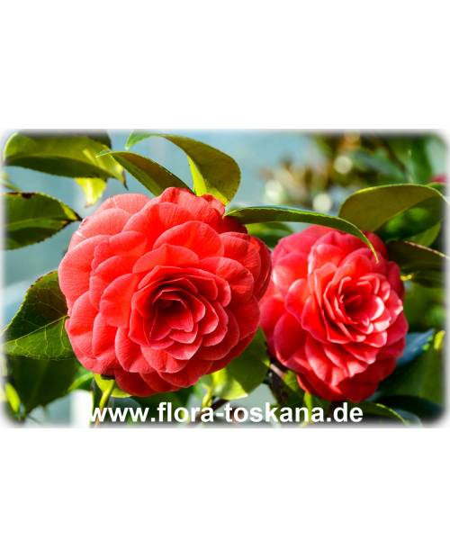 Camellia japonica 'Black Lace' - Kamelie