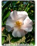 Camellia japonica 'Hagoromo' - Camellia