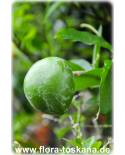 Casimiroa edulis - Weiße Sapote (Pflanze)