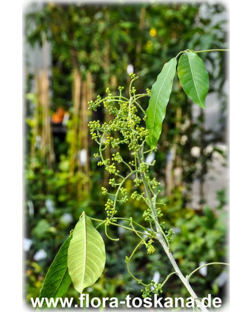  Casimiroa edulis - Weiße Sapote (Pflanze)