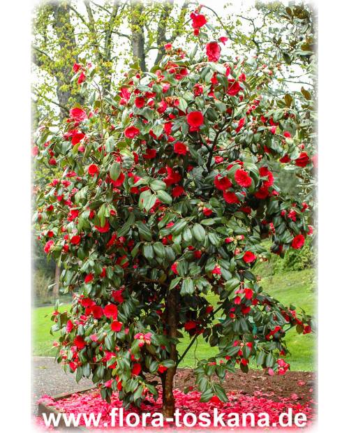 Camellia japonica 'Black Lace' - Kamelie