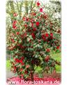 Camellia japonica 'Black Lace' - Kamelie