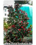 Camellia japonica 'Black Lace' - Kamelie