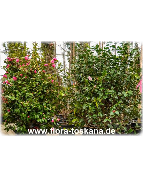 Camellia japonica 'Black Lace' - Kamelie