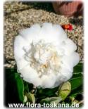 Camellia japonica 'Madame Charles Blard' - Camellia