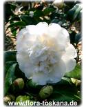 Camellia japonica 'Madame Charles Blard' - Kamelie