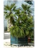 Chamaerops humilis - European Fan Palm