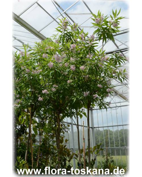 Chitalpa tashkentensis - Chitalpa