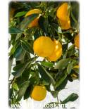 Citrus aurantium - Sour Orange, Seville-Orange 