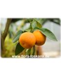 Citrus aurantium - Sour Orange, Seville-Orange 