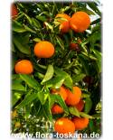 Citrus clementina - Clementine